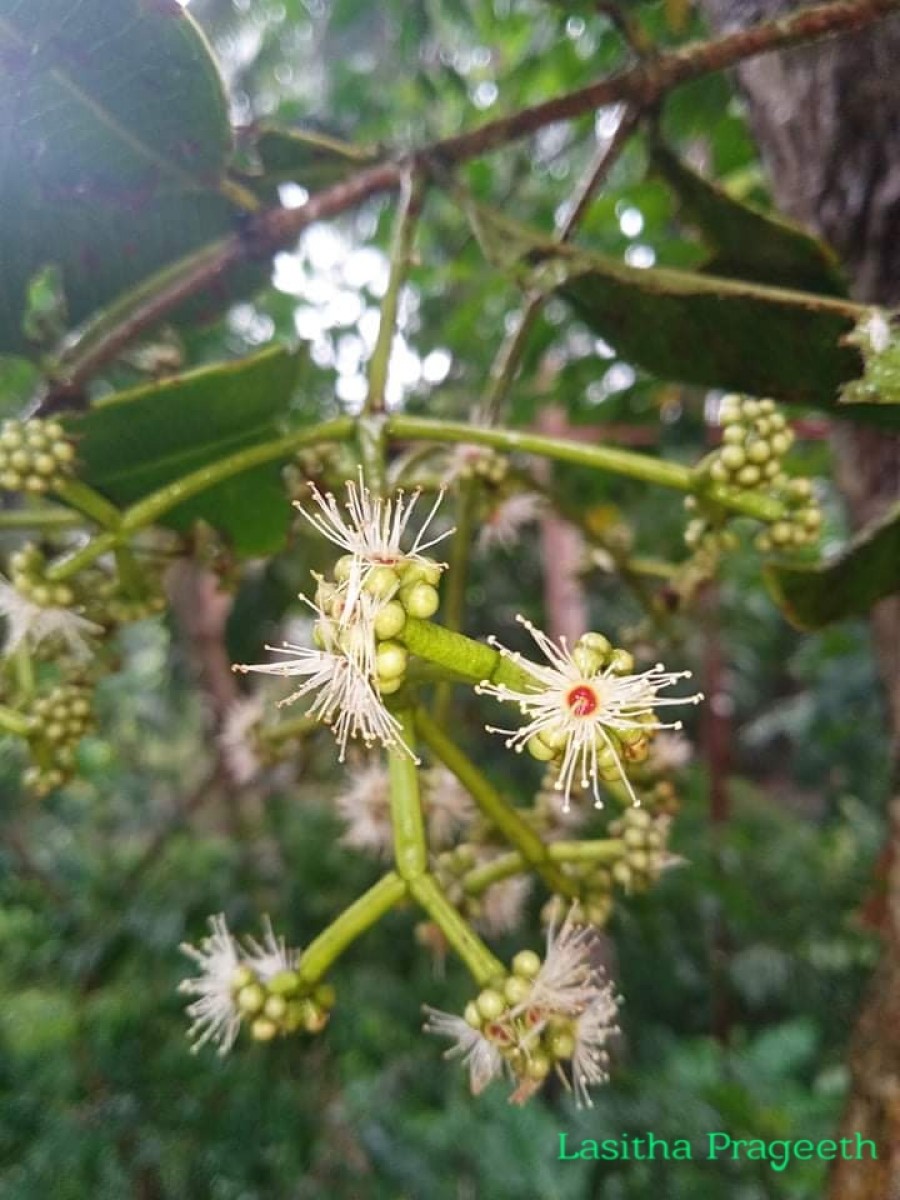 Syzygium alubo Kosterm.